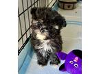 Adopt AXEL a Black - with Gray or Silver Maltipoo / Poodle (Toy or Tea Cup) /