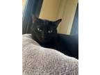Adopt Vodi a All Black Domestic Shorthair (short coat) cat in West Newton