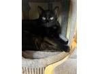 Adopt Magic a All Black Domestic Shorthair (short coat) cat in West Newton