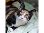 Adopt Paula a Calico or Dilute Calico Domestic Shorthair / Mixed (short coat)