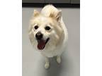 Adopt Jace a Pomeranian / Mixed dog in Topeka, KS (41468645)