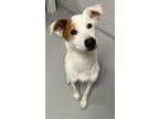 Adopt Yuki a Terrier (Unknown Type, Medium) / Mixed dog in Topeka, KS (41468644)