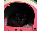 Adopt Great Grandaddy a Domestic Mediumhair / Mixed cat in Topeka, KS (41468642)