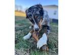 Adopt Champ a Gray/Blue/Silver/Salt & Pepper Australian Shepherd / Mixed dog in