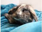 Adopt Dandelion a Grey/Silver American Fuzzy Lop / Mixed (long coat) rabbit in