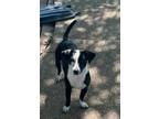 Adopt Nacho a Jack Russell Terrier / Whippet / Mixed dog in McKinney