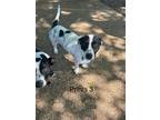 Adopt Prints a White - with Black Basset Hound / Australian Cattle Dog / Mixed