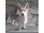 Adopt Rico a White - with Tan, Yellow or Fawn Husky / Labrador Retriever / Mixed