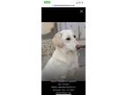 Adopt Anya a Tan/Yellow/Fawn Labrador Retriever / Mixed dog in Brunswick