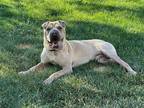 Adopt Stubs a Tan/Yellow/Fawn Shar Pei / Mixed dog in Lake Forest, CA (41468449)