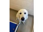 Adopt Rolf a Great Pyrenees / Mixed dog in Duluth, MN (41467942)