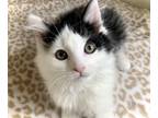 Adopt Dakota a Black & White or Tuxedo Domestic Longhair (long coat) cat in