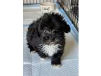 Adopt AMOS a Black - with White Maltipoo / Poodle (Toy or Tea Cup) / Mixed dog
