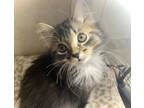 Adopt Dallas-PENDING a Brown Tabby Domestic Longhair (long coat) cat in Bristol