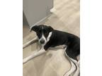 Adopt Claire a Black - with White Border Collie / Whippet / Mixed dog in
