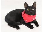Adopt Bean a Domestic Shorthair / Mixed cat in League City, TX (41230469)