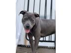 Adopt Unknown a Gray/Blue/Silver/Salt & Pepper American Pit Bull Terrier / Mixed