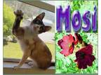 Adopt Mosi a Snowshoe / Mixed (short coat) cat in Mena, AR (41459182)