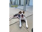 Adopt Moro a Hound (Unknown Type) / Mixed dog in Maumelle, AR (41327753)