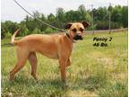 Adopt Penny a Mixed Breed (Medium) / Mixed dog in Oxford, NC (41290499)