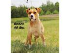 Adopt Bonzo a Mixed Breed (Medium) / Mixed dog in Oxford, NC (41299464)