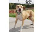 Adopt Sophie a Mixed Breed (Medium) / Mixed dog in Oxford, NC (41055632)