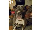 Adopt Veruska a Black - with White American Staffordshire Terrier / Mixed dog in