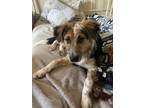 Adopt Wyatt a Brindle - with White Collie / Labrador Retriever / Mixed dog in