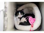 Adopt Seven a Domestic Shorthair / Mixed cat in New York, NY (41468412)