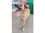 Adopt Bernard a Tan/Yellow/Fawn - with White German Shepherd Dog / Mixed dog in