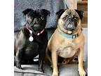 Adopt Tink & Tucker a Brown/Chocolate - with Black Pug / Mixed dog in Mead