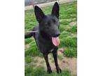 Adopt Westley a Black Shepherd (Unknown Type) / Mixed dog in Yreka