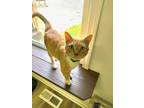 Adopt Morris a Orange or Red Tabby Domestic Shorthair (short coat) cat in