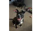 Adopt Azula a Black - with White American Pit Bull Terrier / Boxer / Mixed dog