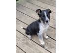 Adopt Stevie a Black - with White Terrier (Unknown Type, Small) / Mixed dog in