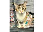 Adopt Nala a Calico or Dilute Calico Calico (short coat) cat in Monmouth