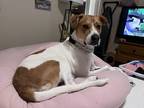 Adopt Daisy a Tan/Yellow/Fawn - with White Mutt / Mixed dog in Lakeland