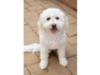 Adopt Daisy a White Miniature Poodle / Terrier (Unknown Type