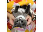Adopt Charmer a Domestic Shorthair cat in Fairfax Station, VA (41468388)