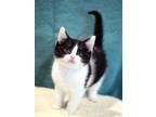 Adopt Chester a Domestic Shorthair cat in Fairfax Station, VA (41468386)