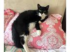 Adopt Missy a Domestic Shorthair cat in Fairfax Station, VA (41468383)