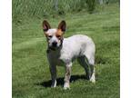 Adopt Lucas G a Cattle Dog dog in Fairfax Station, VA (41450010)