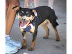 Adopt Stella GR a Beagle dog in Fairfax Station, VA (41450009)