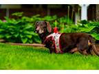 Adopt Finnegan3 (bonded with Morrison) a Brown/Chocolate - with Tan Dachshund /