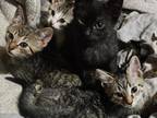 Rosey's Kittens