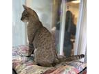 Adopt Tulip a Tan or Fawn Abyssinian (short coat) cat in White Cloud