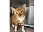 Adopt Morris a Domestic Shorthair / Mixed (short coat) cat in POMONA