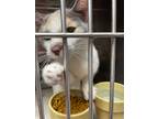 Adopt f-5381 a American Shorthair / Mixed (short coat) cat in Glen Rose