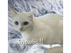Adopt Snowball #sister-of-Guero a White American Shorthair / Mixed (short coat)