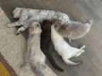 Spring Scottish Fold Kittens